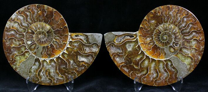 Polished Ammonite Pair - Million Years #22240
